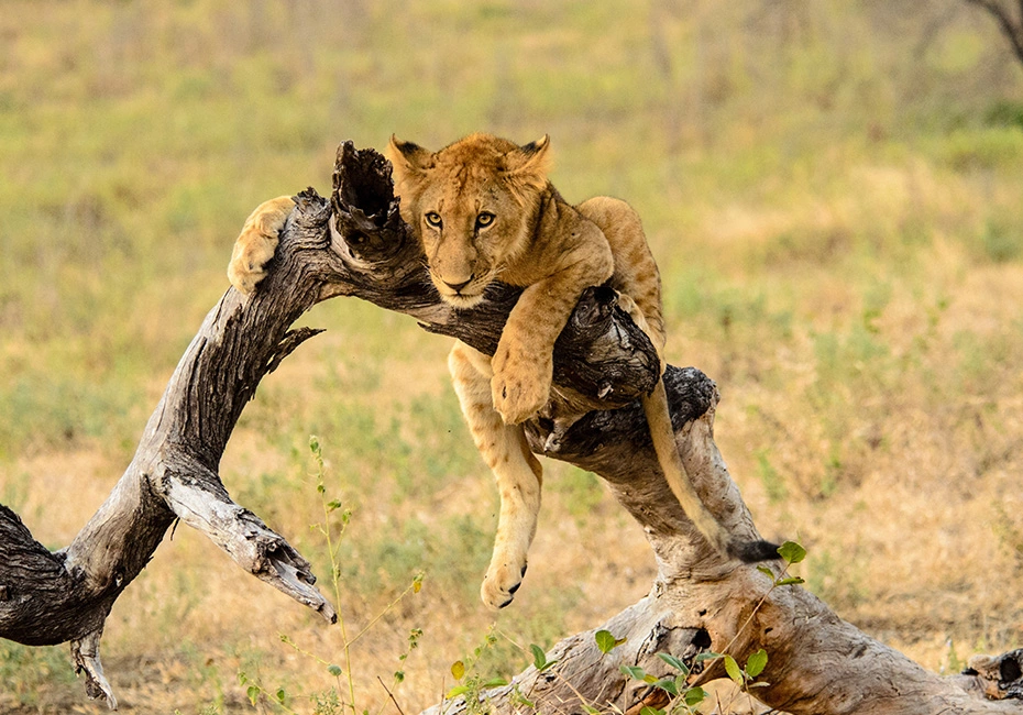 destination-africa-nyerere-2safari