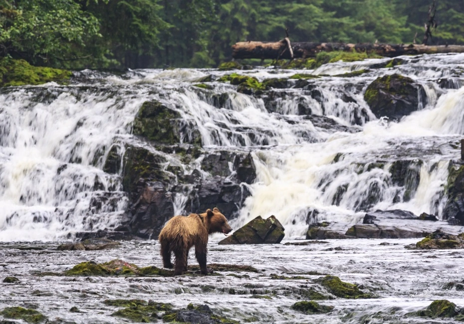 destination-grizzly-bear-alaska