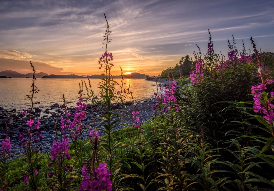 destination-rosebay-willowherb-alaska