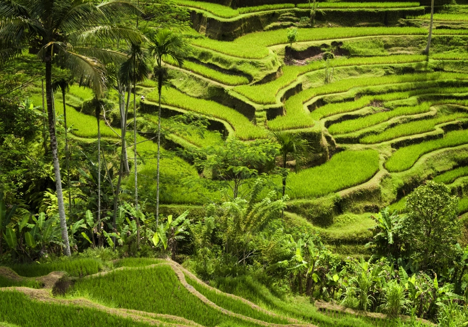 destination-tegallalang-ubud-bali