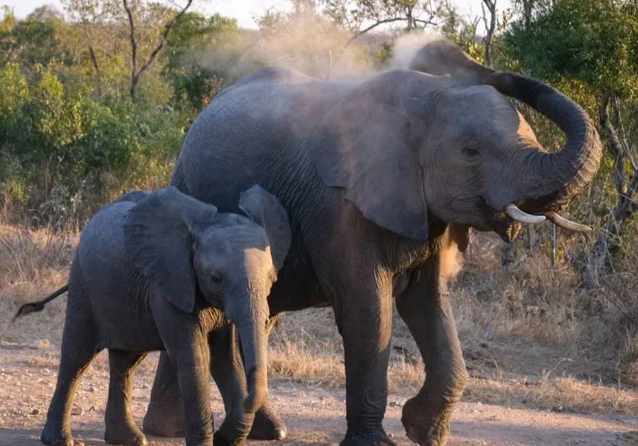 animal-african-bush-elephant-4