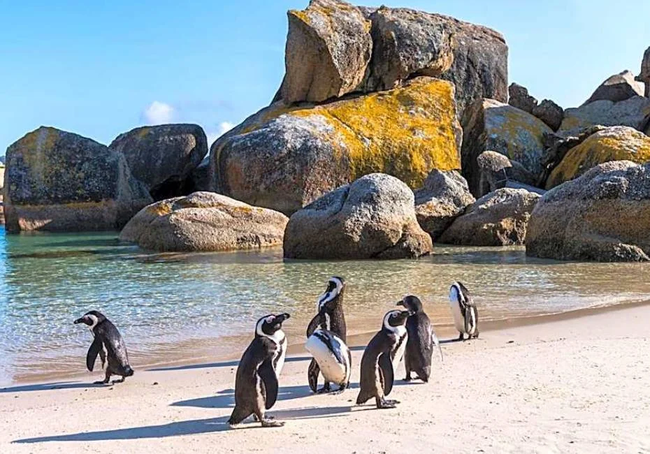 destination-boulders-beach