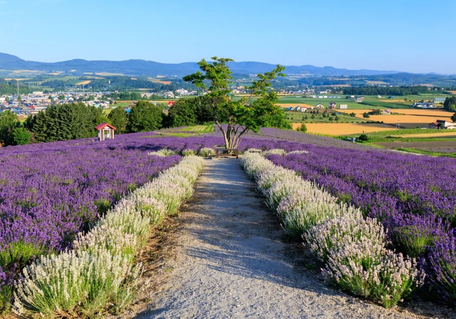 destination-hokkaido-furano-lavender